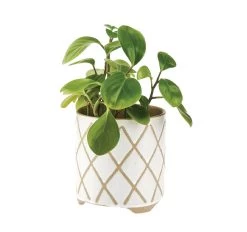 Estrada Planter Pot Range White -Home Furnishings lhl estradawhite12cmpotlifestyle