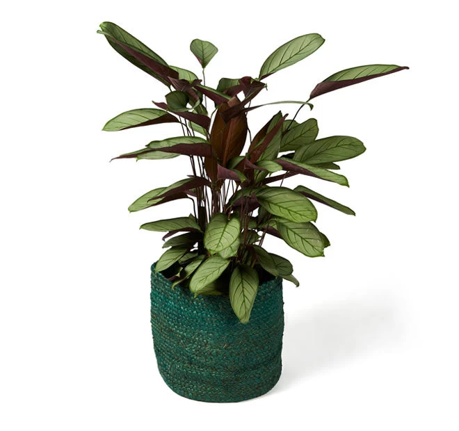 Asher Jute Basket Range Green 6 Asher Jute Basket Range Green - Image 4