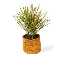 Asher Jute Basket Range Ochre -Home Furnishings vdh asherochre4